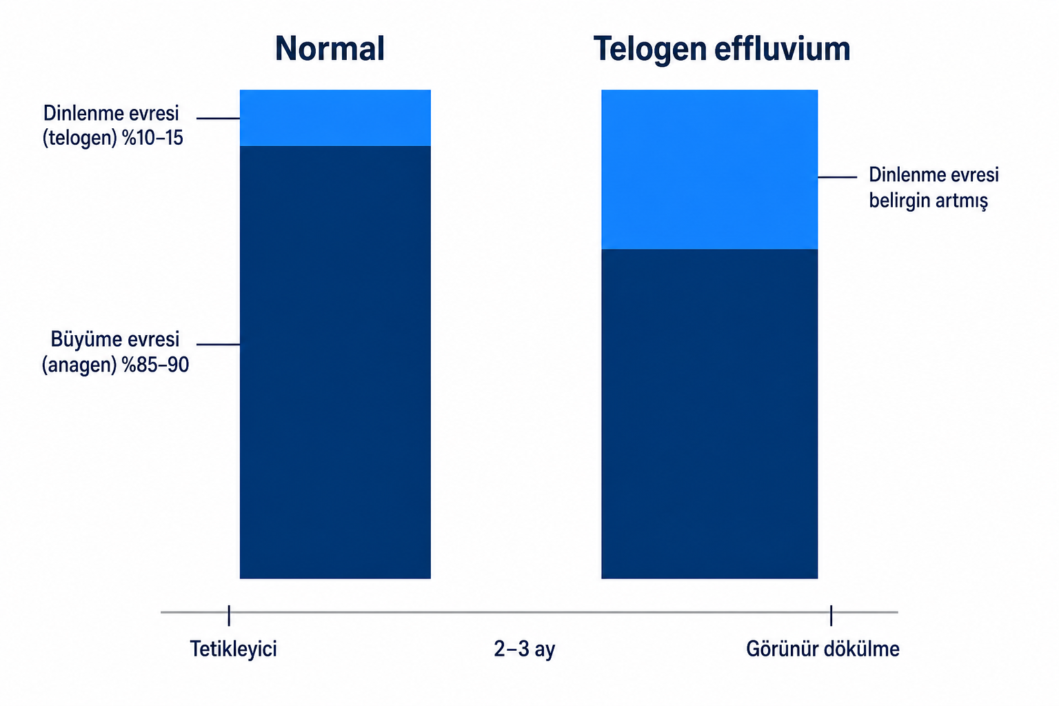 Diyagram: %85 ila %90 büyüme evresiyle normal saç döngüsünün, telogen effluviumdaki artmış dinlenme evresiyle karşılaştırması