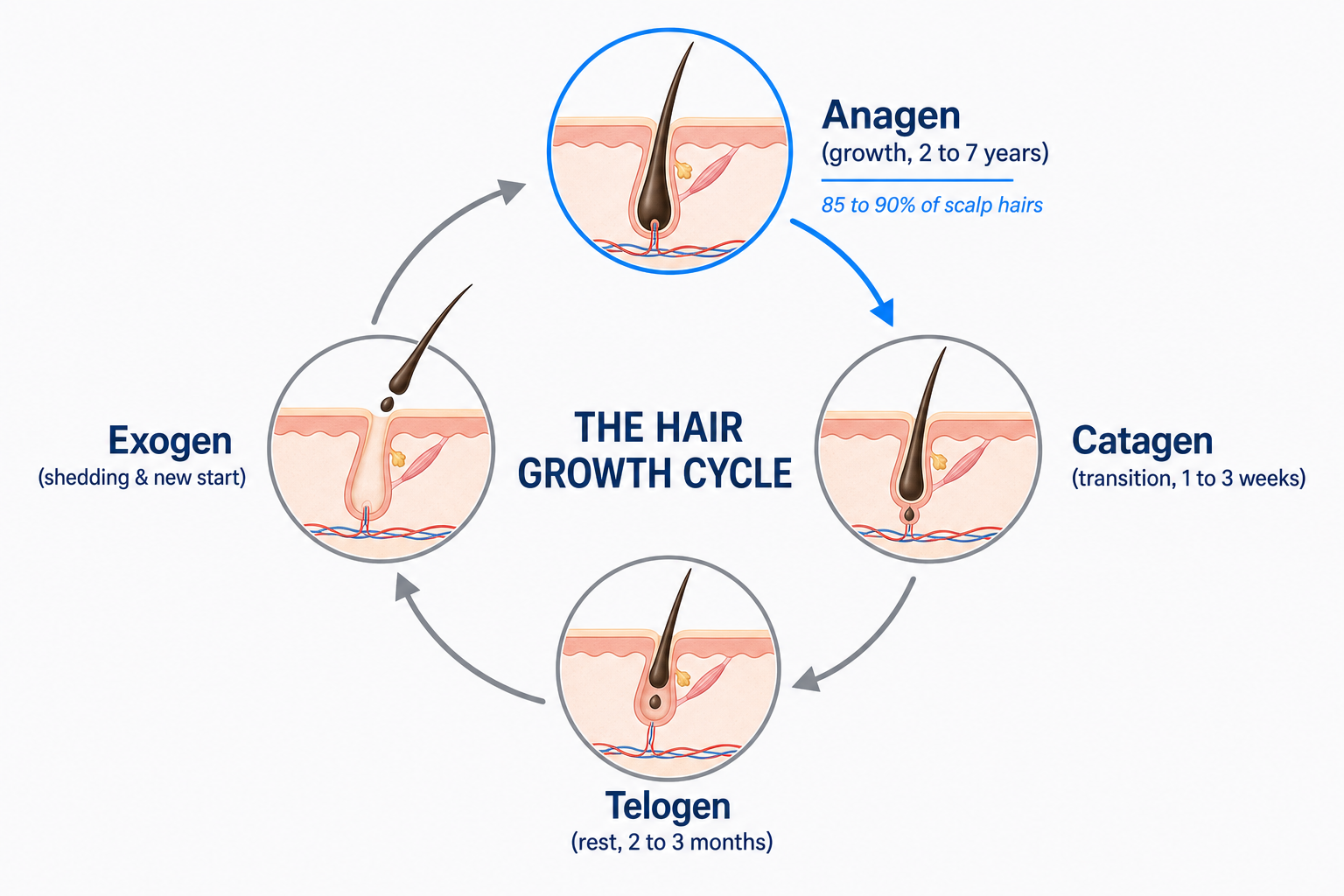 Diagram of the hair cycle showing anagen, catagen, telogen and exogen and the proportion of growing scalp hairs