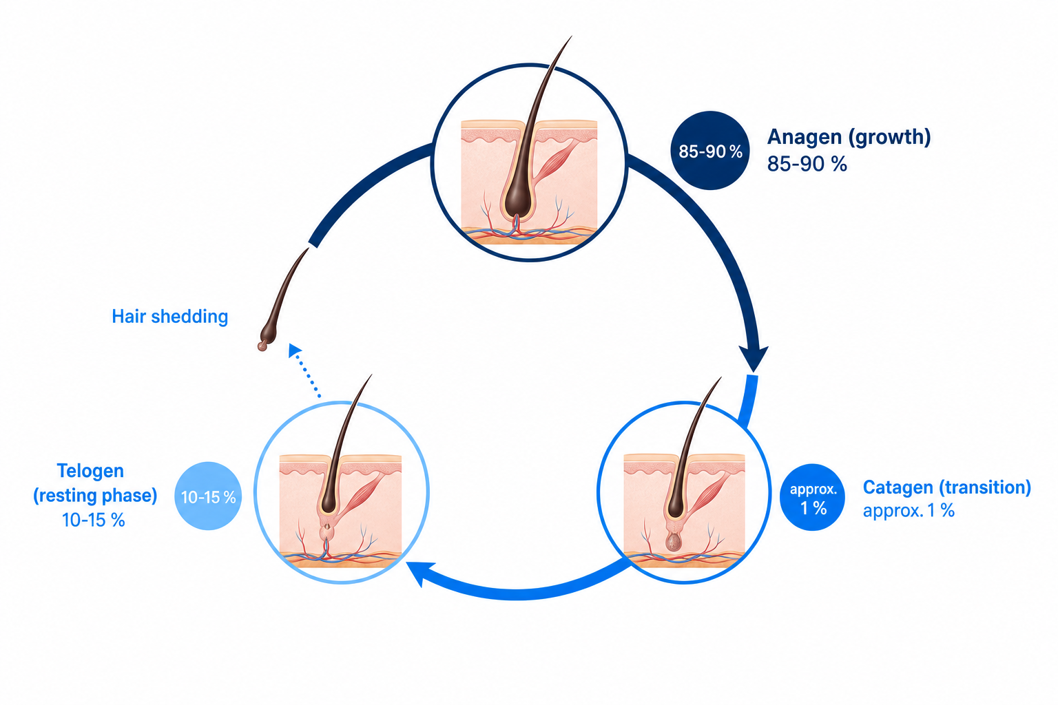 Diagram of the hair cycle with the anagen, catagen and telogen phases and the point at which hair loss occurs