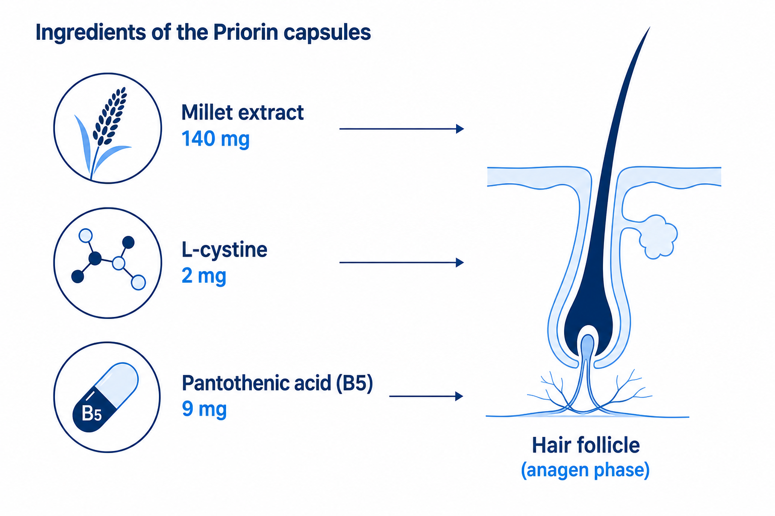 Infographic: ingredients of the Priorin capsules (millet extract, L-cystine, pantothenic acid) and how they act on the hair follicle