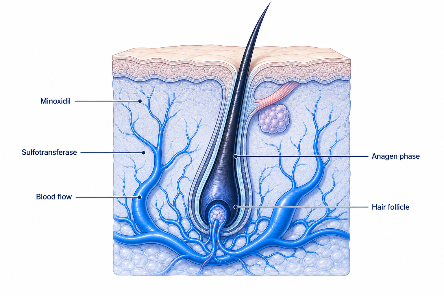 Illustration of the minoxidil mechanism of action at the hair follicle with widened blood vessels