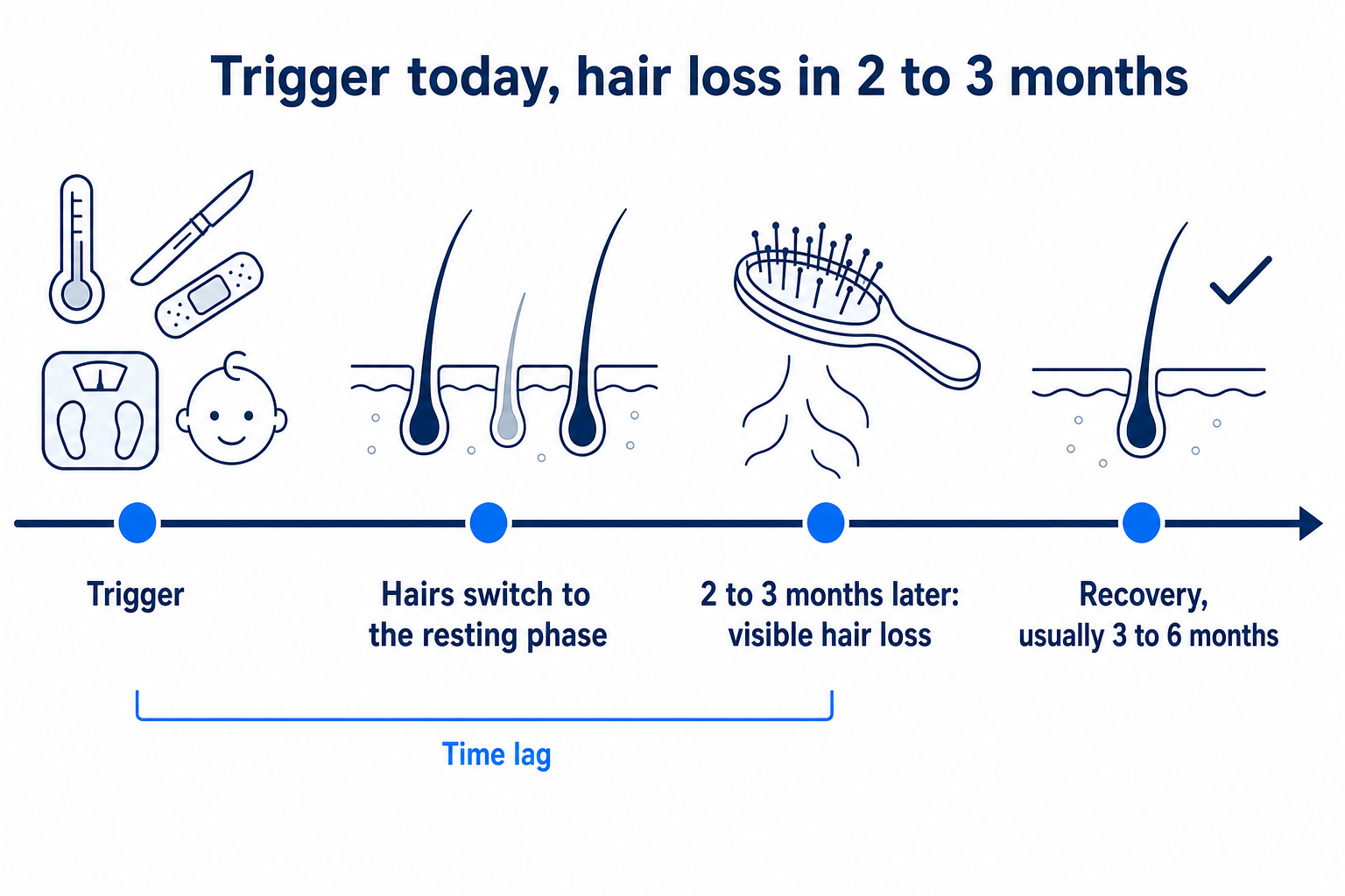 Timeline: a trigger such as fever, an operation, a diet or childbirth, then hairs switching to the resting phase, visible hair loss after 2 to 3 months and recovery