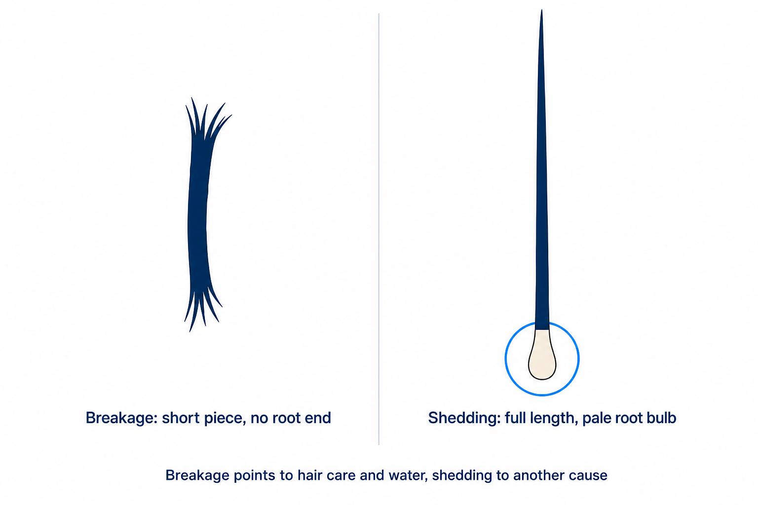 Illustration: broken hair without a root compared with a shed hair showing a pale root bulb