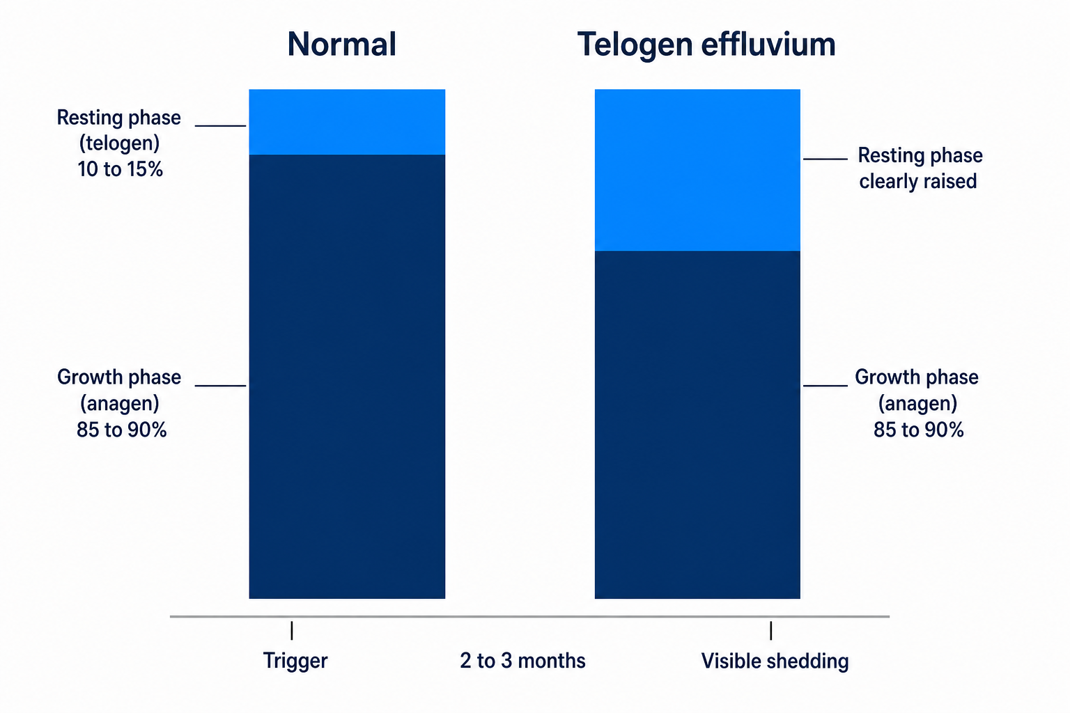 Diagram: normal hair cycle with 85 to 90 per cent in the growth phase compared with an increased resting phase in telogen effluvium