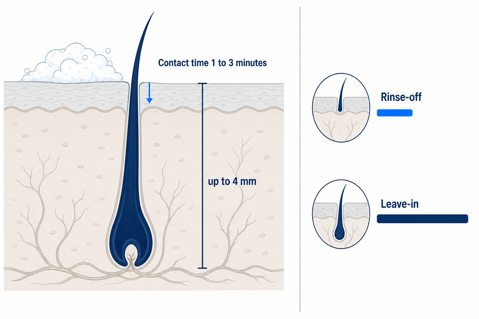 Diagram: cross-section of the scalp showing a hair follicle up to 4 mm deep, next to a comparison of a shampoo's short contact time of 1 to 3 minutes with rinse-off and leave-in products