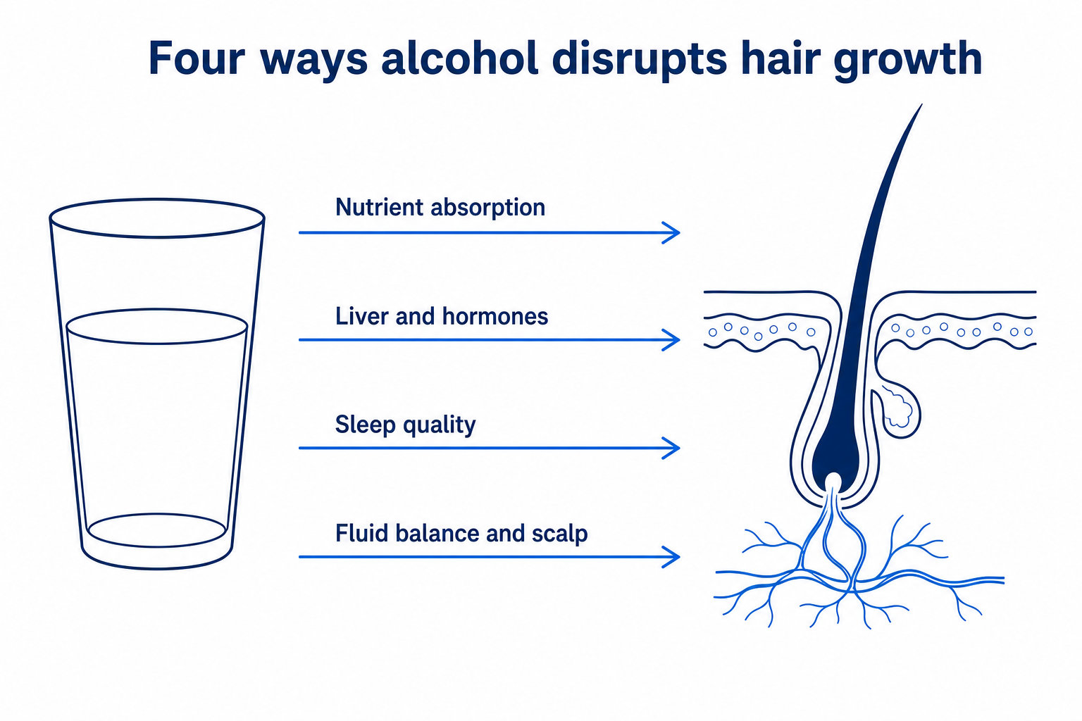 Infographic: four ways alcohol disrupts hair growth, from nutrient absorption to the scalp