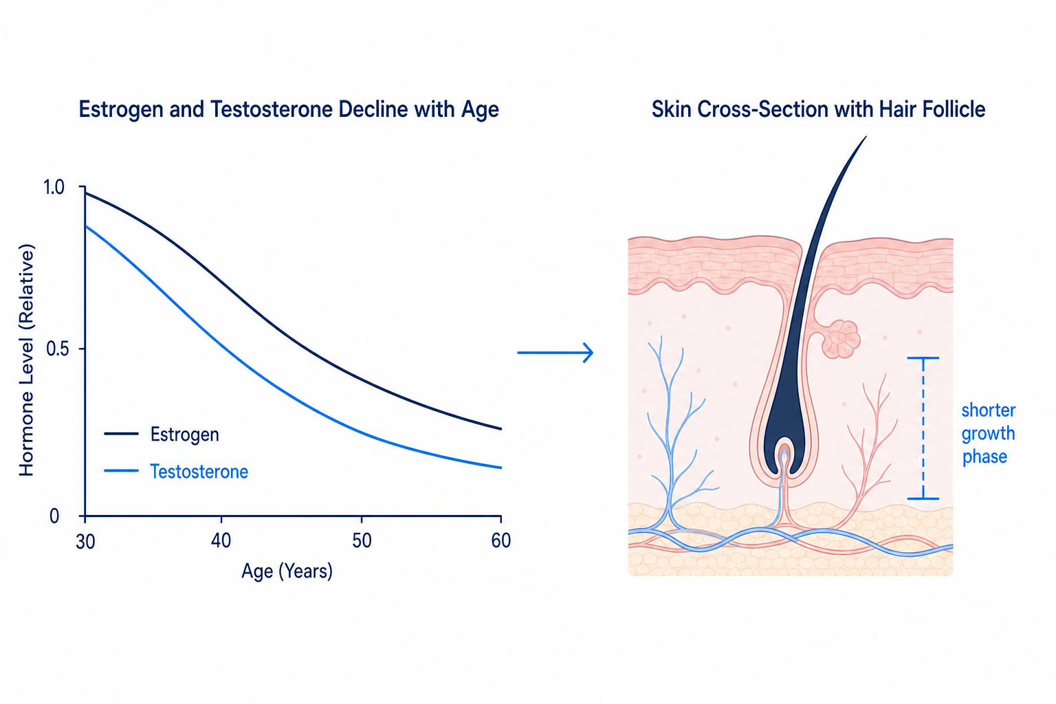 Infographic: declining estrogen and testosterone levels and their effect on the hair follicle with age