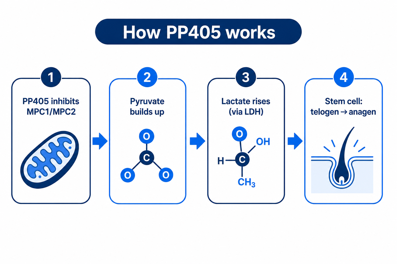 Infographic on the mechanism of PP405: MPC1/MPC2 inhibition, pyruvate build-up, lactate rise and the stem cell switching from telogen to anagen