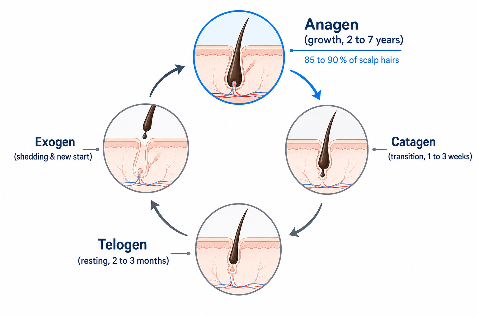 Diagram of the hair cycle with anagen, catagen, telogen, and exogen, and the proportion of growing scalp hairs