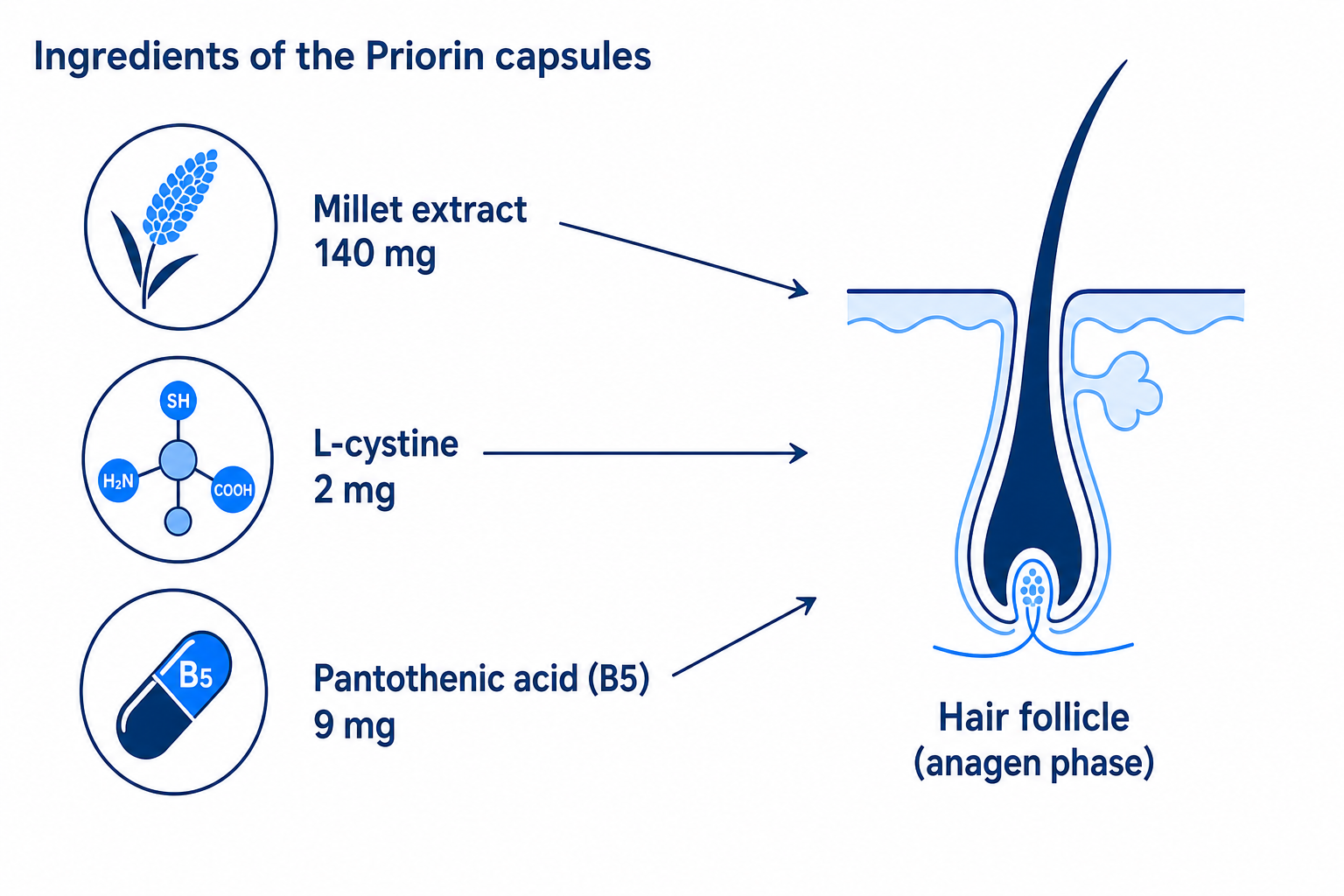 Infographic: ingredients of the Priorin capsules (millet extract, L-cystine, pantothenic acid) and how they act on the hair follicle