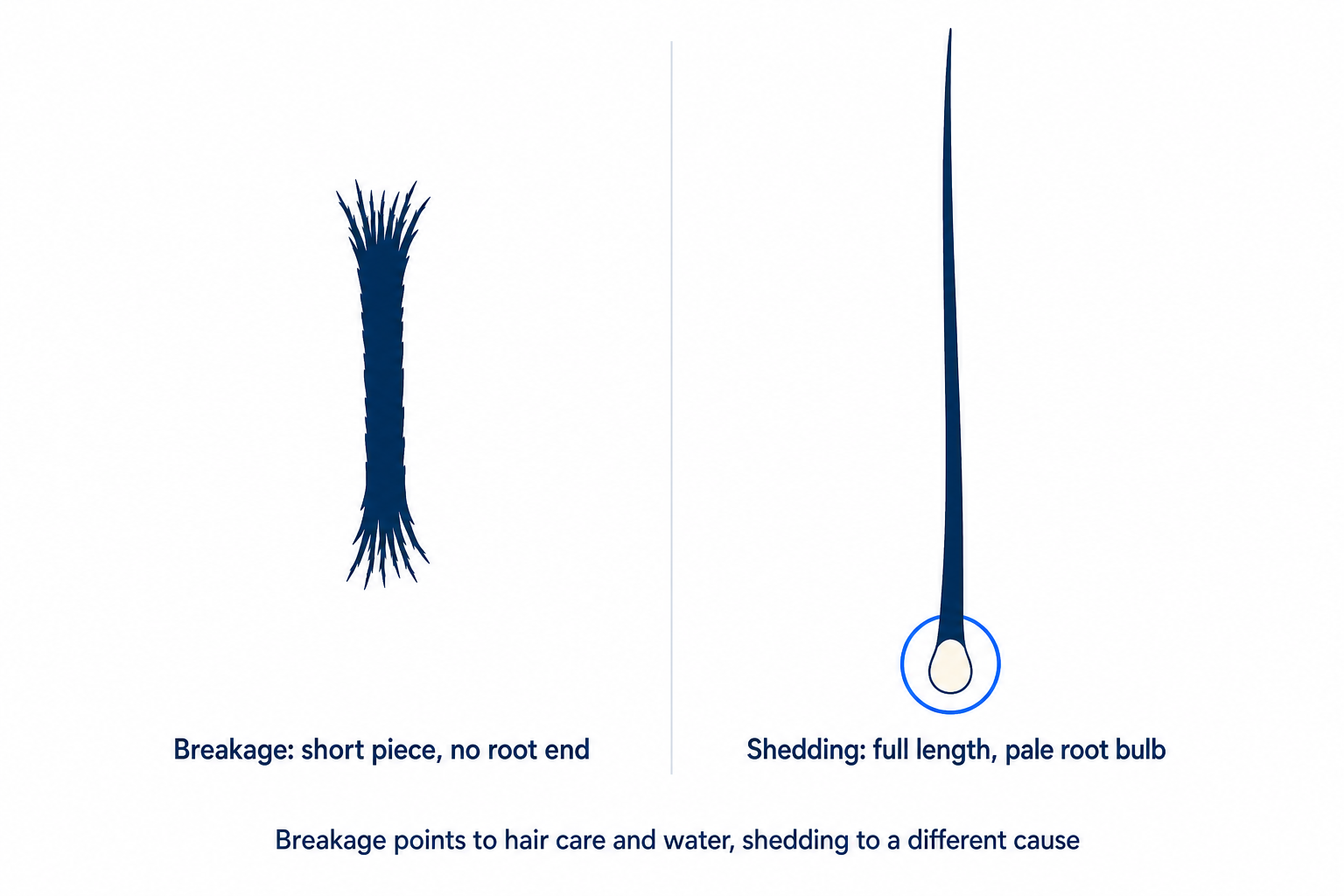 Illustration: a broken hair without a root next to a shed hair with a pale root bulb