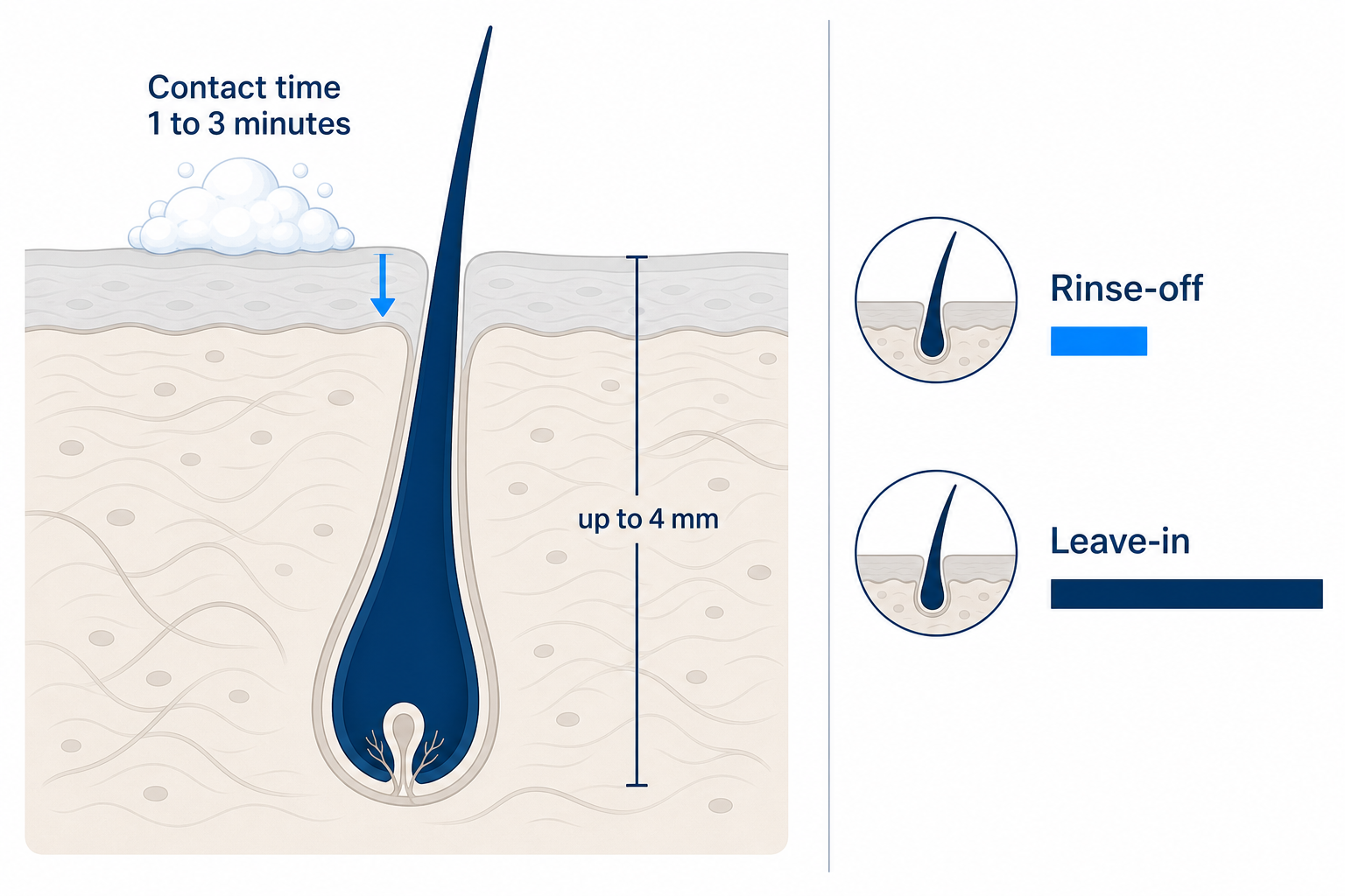 Diagram: cross-section of the scalp showing a hair follicle up to 4 mm deep, next to a comparison of a shampoo's short contact time of 1 to 3 minutes with rinse-off and leave-in products