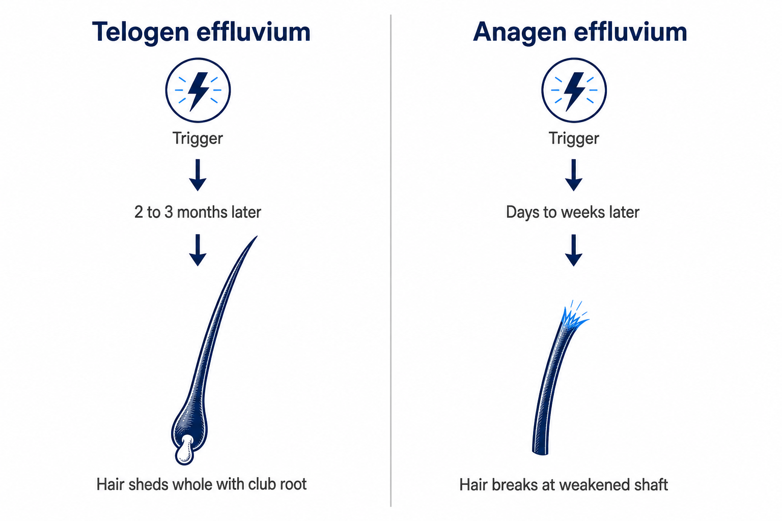 Infographic: telogen effluvium with a club-shaped root versus anagen effluvium with a broken hair shaft