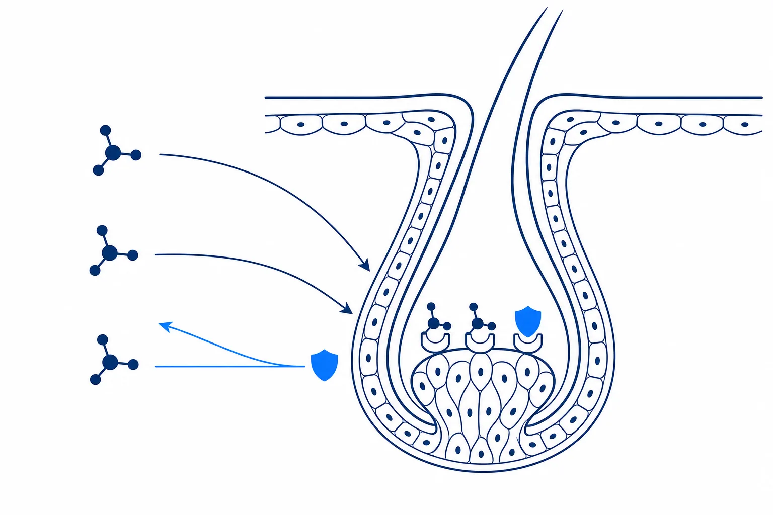 Illustration: antiandrogenic effect at the hair follicle, blocked receptor at the hair papilla