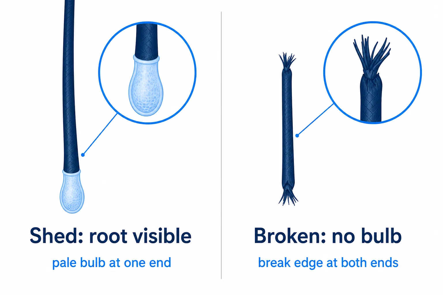 Comparison: a shed hair with a whitish root bulb next to a broken hair with break edges at both ends