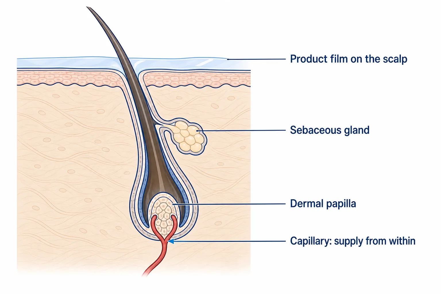 Cross-section of the scalp: the hair follicle is supplied from the inside via the dermal papilla and its capillary, while the product film sits only on the skin surface
