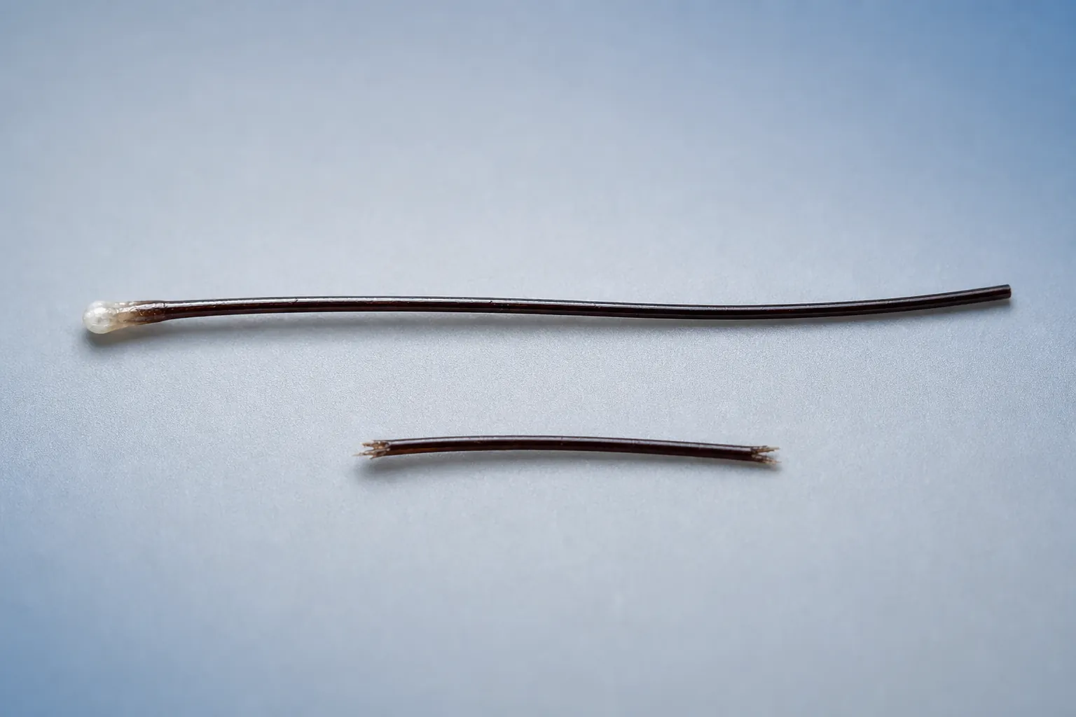 Macro shot of a shed hair with its root bulb next to a broken hair