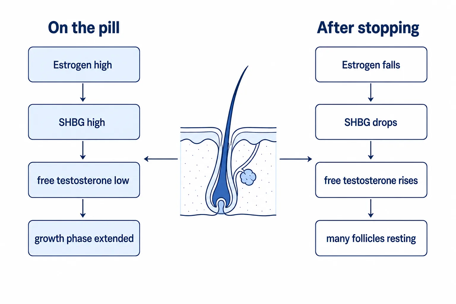 Diagram: how the pill acts on the hair follicle during use and after stopping